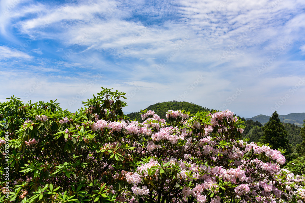 Rhododendron on mountains in Summer Rhododendron on mountains in Summer