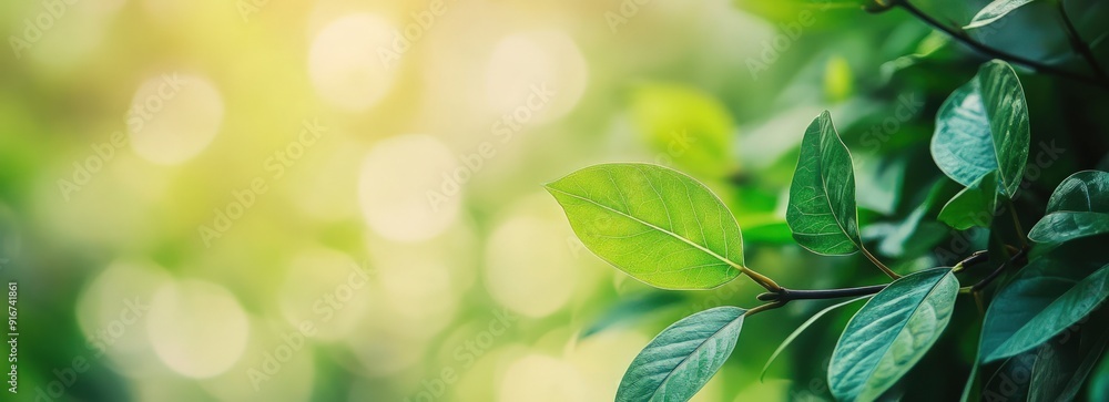 Sunlight Through Green Leaves Sunlight Through Green Leaves