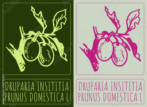 Vector drawing DRUPARIA INSITITIA . Hand drawn illustration. Latin name is PRUNUS DOMESTICA L.
