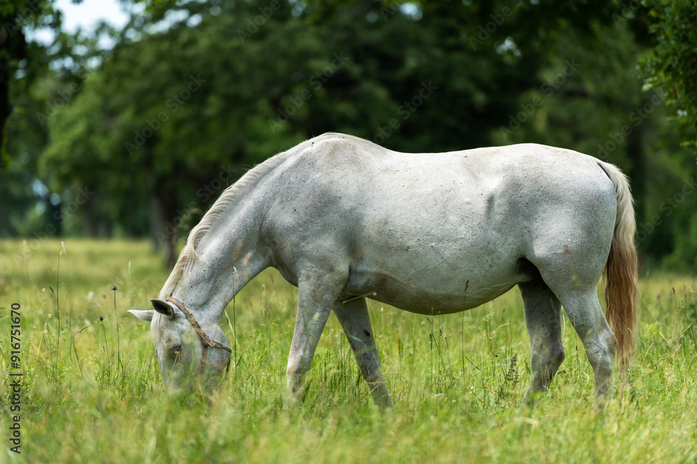 Lipizzan White Horses Grazing Peacefully at Lipica Stud Farm, Slovenia Lipizzan White Horses Grazing Peacefully at Lipica Stud Farm, Slovenia