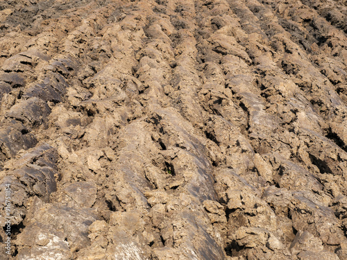 Agricultural land, clay, Zwartwaterland, Overijssel province, The Netherlands photo