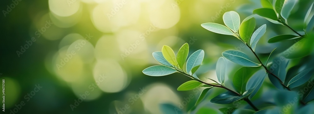 Green Leaves and Sunlit Bokeh Green Leaves and Sunlit Bokeh