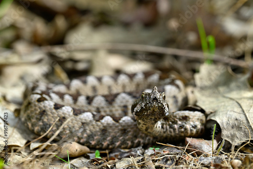 Europäische Hornotter // Nose-horned viper (Vipera ammodytes montandoni) - Ropotamo National Park, Bulgaria photo