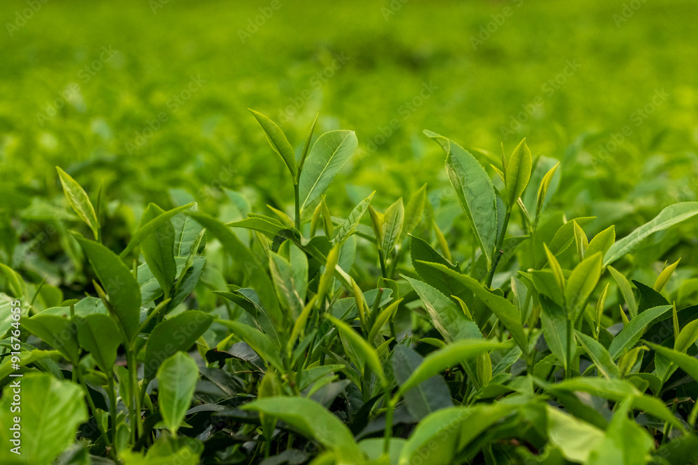 Tea leaf garden and others trees in the tea garden, Sylhet, Bangladesh Tea leaf garden and others trees in the tea garden, Sylhet, Bangladesh