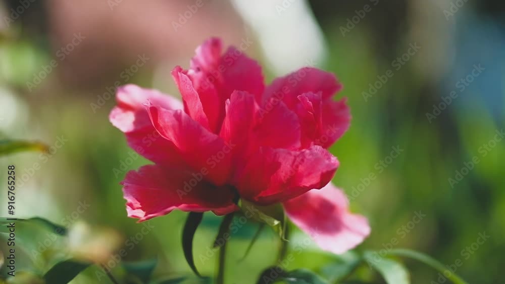 Japanische Rose vor unscharfem Hintergrund Japanische Rose vor unscharfem Hintergrund
