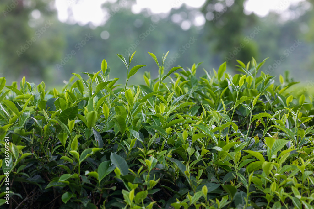Tea leaf garden and others trees in the tea garden, Sylhet, Bangladesh Tea leaf garden and others trees in the tea garden, Sylhet, Bangladesh