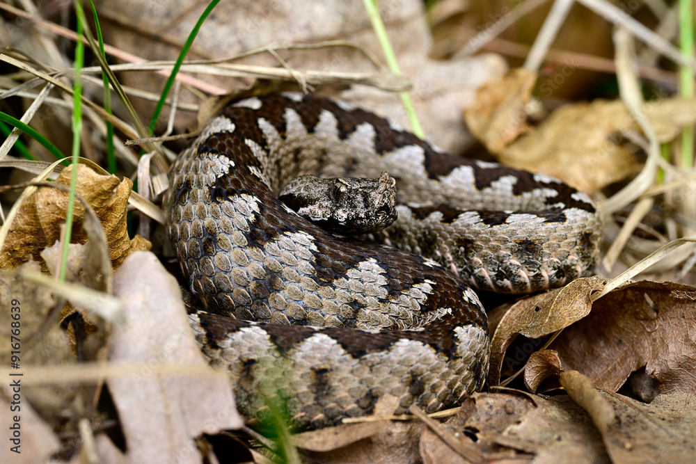 Fototapeta premium Europäische Hornotter // Nose-horned viper (Vipera ammodytes montandoni) - Ropotamo National Park, Bulgaria