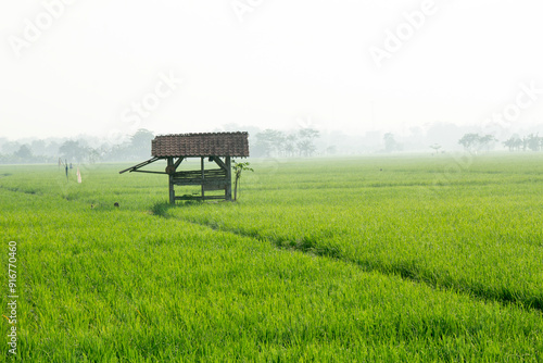 small hut buildings or simple wooden buildings and tile roofs in the middle of green rice fields, rice landscape in Indonesia photo