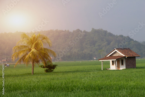 small buildings and coconut trees in the middle of green rice fields, natural views of rice fields and mountains