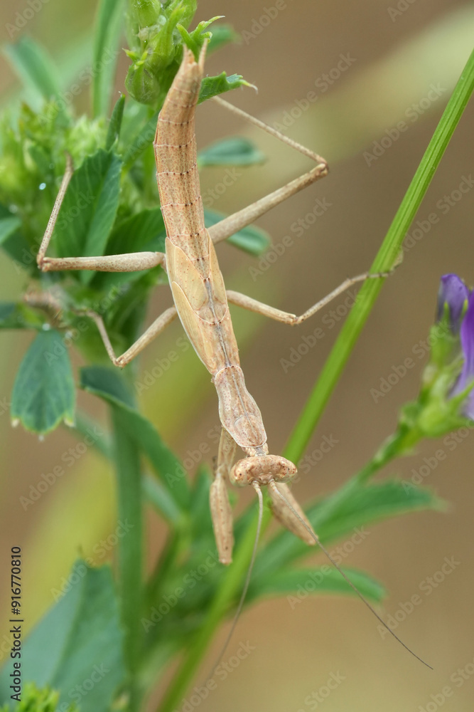 Closeup on a small brown European Praying mantis, Ameles decolor hanging down in the vegetation Closeup on a small brown European Praying mantis, Ameles decolor hanging down in the vegetation