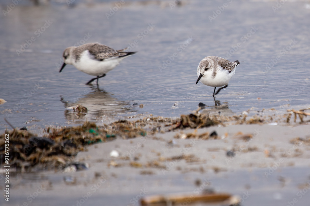 Sanderling (Calidris alba) off the Coast of Clontarf, Dublin, Ireland Sanderling (Calidris alba) off the Coast of Clontarf, Dublin, Ireland