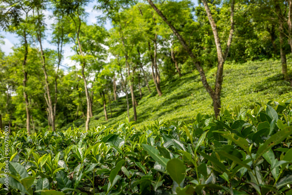 Tea leaf garden and others trees in the tea garden, Sylhet, Bangladesh