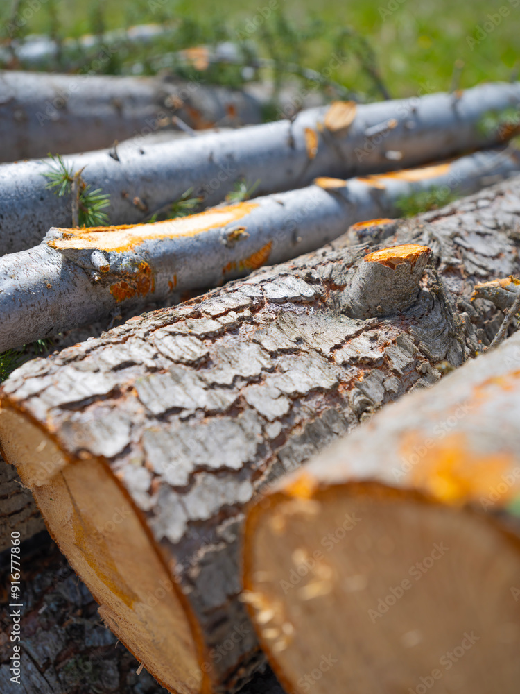 Fototapeta premium Scots Pine, close up image of fresh harvested Scots Pine called Pinus sylvestris. Logs on a stack selective focus on pale of cut woods. Day light summer day green grass background, copy space.