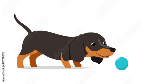 happy cute dachshund dog with good quality and design