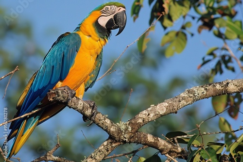 Orinoco Delta, Venezuela: Gold and Blue Macaws (Ara ararauna) perched on tree branches, Generative AI. photo