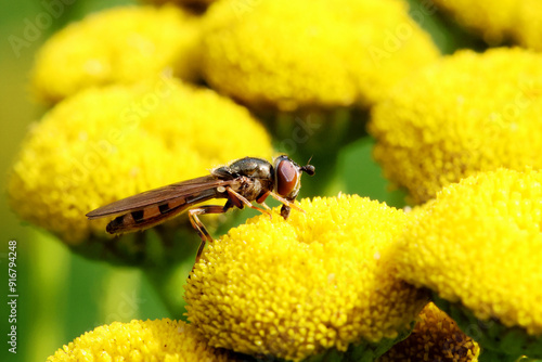 Photography Hoverfly