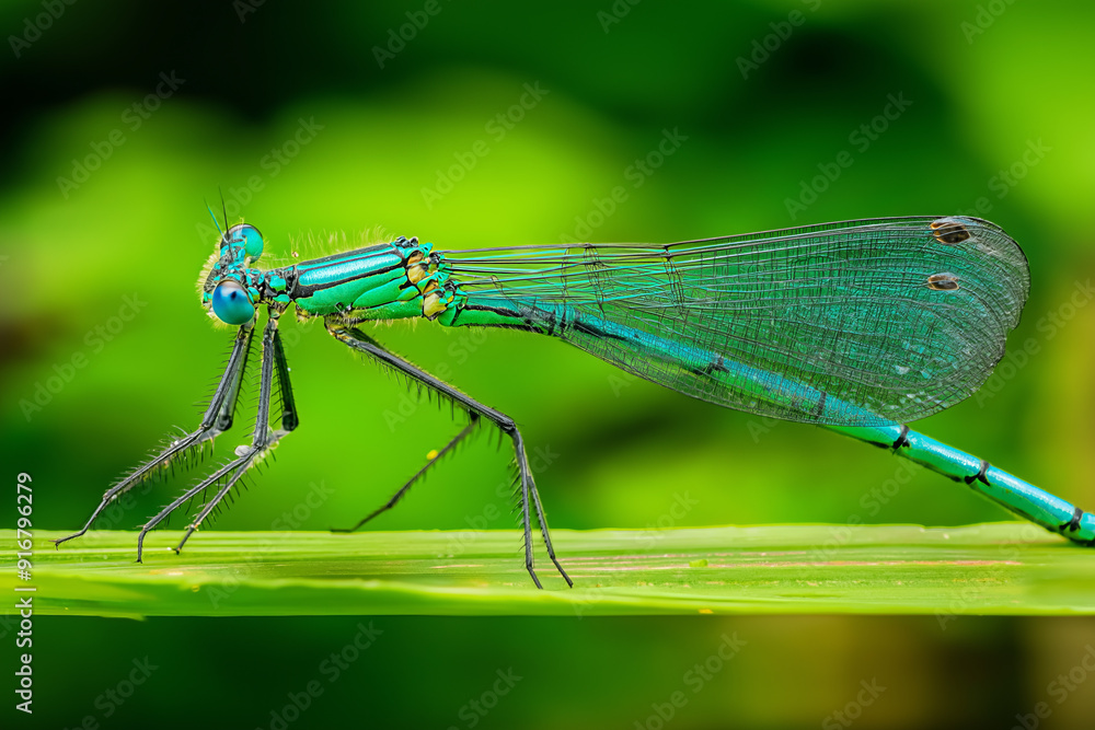 Vibrant blue dragonfly perched on green leaf, nature macro. Vibrant blue dragonfly perched on green leaf, nature macro.