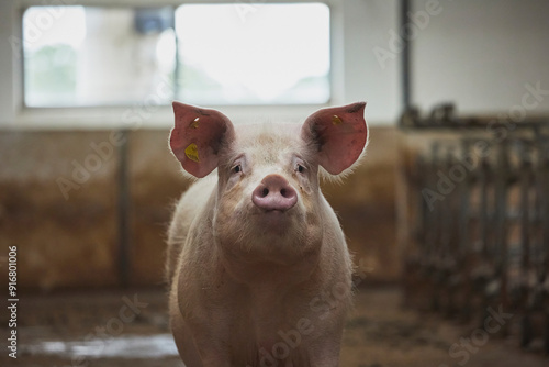 Old sow close up on a farm in Denmark