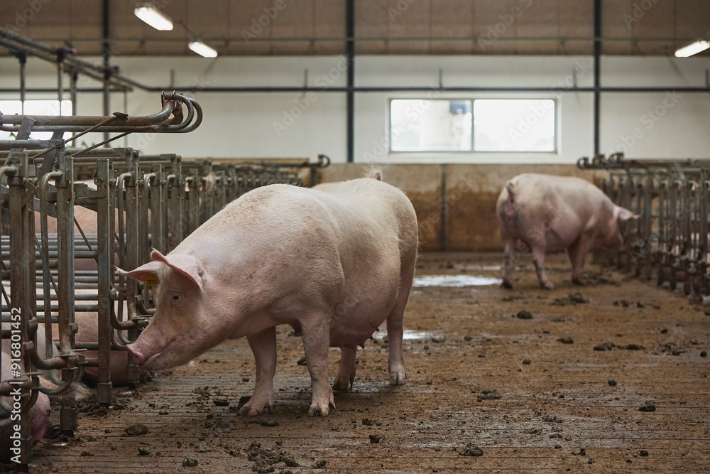 Pregnant sows on a modern farm in Denmark Pregnant sows on a modern farm in Denmark