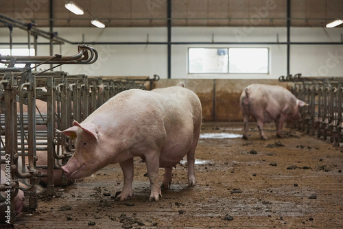 Pregnant sows on a modern farm in Denmark