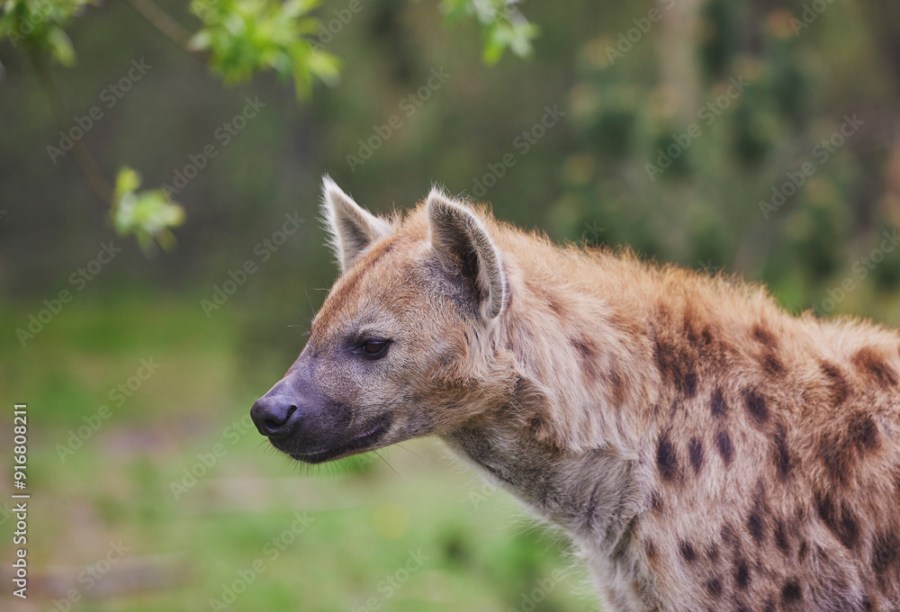 Close-up of a hyena at a tropical zoo in Denmark Close-up of a hyena at a tropical zoo in Denmark