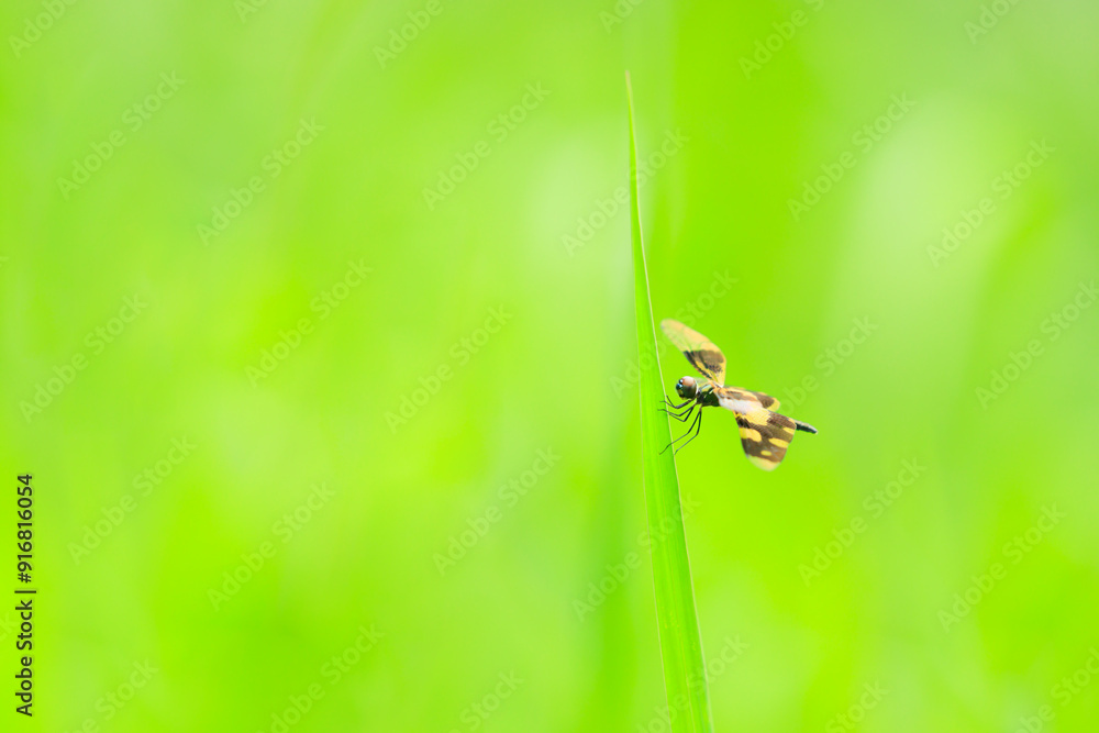 Dragonfly on a green leaf with green background, Dragonfly close-up Dragonfly on a green leaf with green background, Dragonfly close-up
