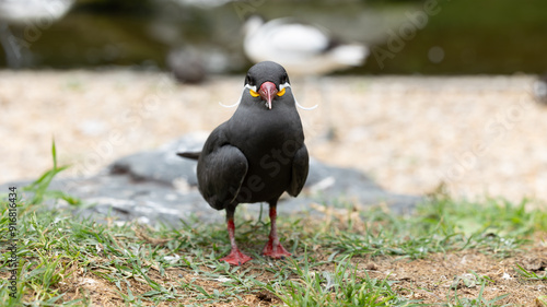 Bild auf Leinwand Parc Animalier des Pyrénées
