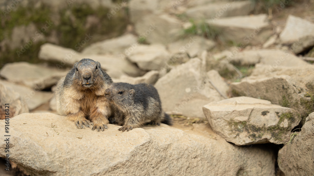 Obraz premium Parc Animalier des Pyrénées