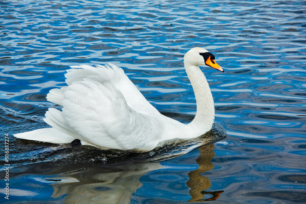 Naklejka premium Mute Swan Cygnus olor in lake