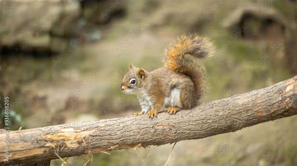Parc Animalier des Pyrénées Parc Animalier des Pyrénées