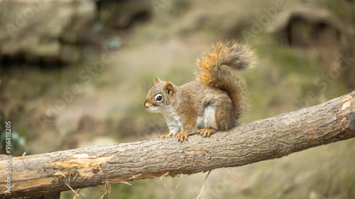 Parc Animalier des Pyrénées