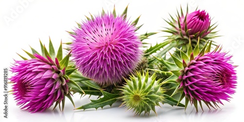 Isolated blessed milk thistle flowers on a white background, a natural herbal remedy with medicinal properties for health benefits.