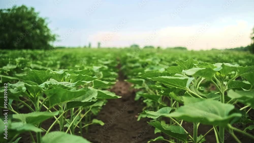 A sunflower field with rows of young plants in early growth stages, illustrating the beginning of agricultural development A sunflower field with rows of young plants in early growth stages, illustrating the beginning of agricultural development