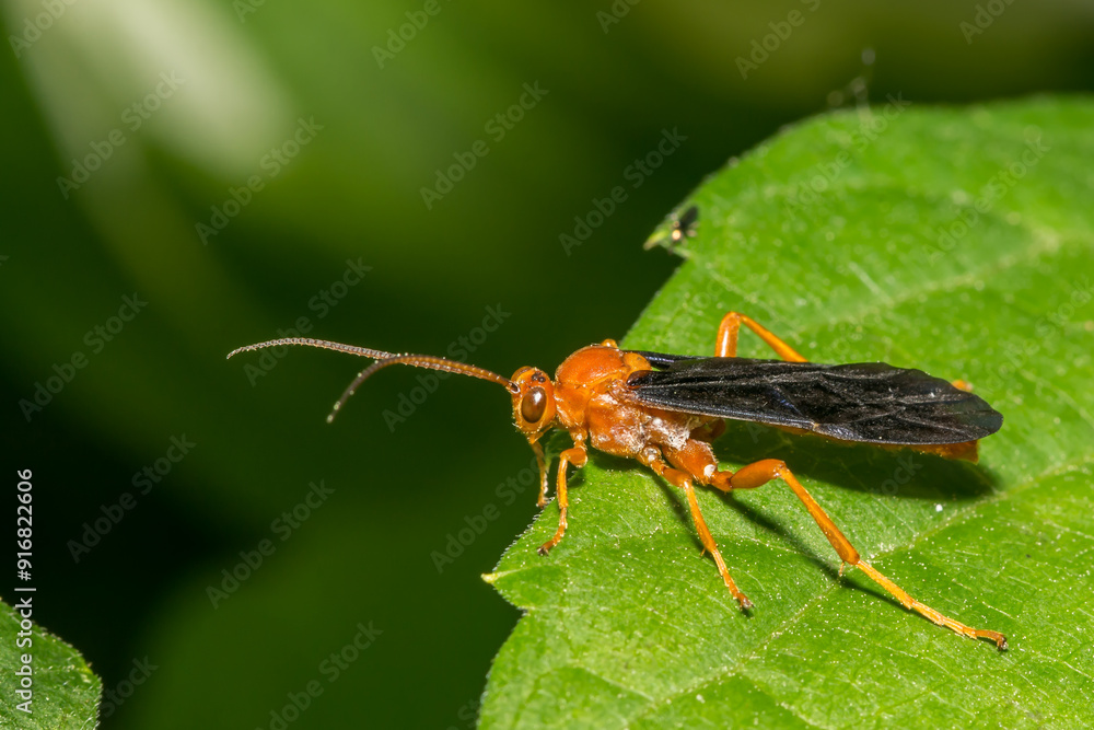 Ichneumon Wasp - Trogus pennator Ichneumon Wasp - Trogus pennator