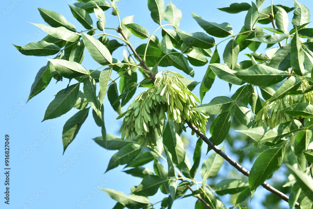 Fototapeta premium Seeds from a spruce tree hanging on the tree