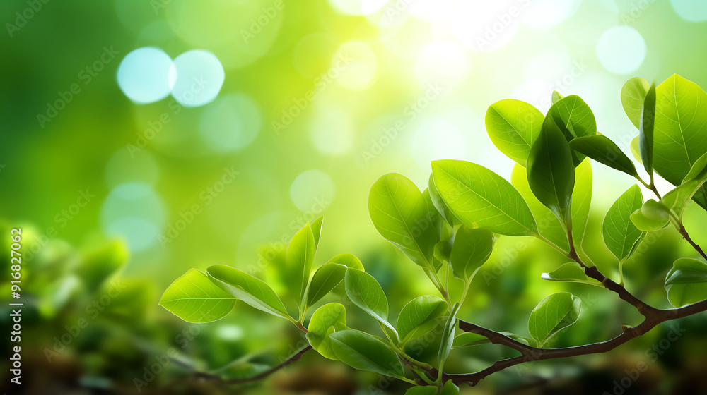 A close up of a green plant with sunlight through the leaves A close up of a green plant with sunlight through the leaves
