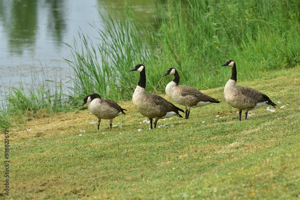 Wild geese along the edge of a lake Wild geese along the edge of a lake
