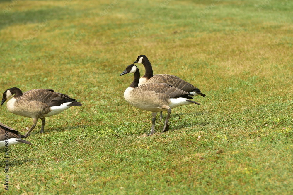 Wild geese standing together in a park Wild geese standing together in a park
