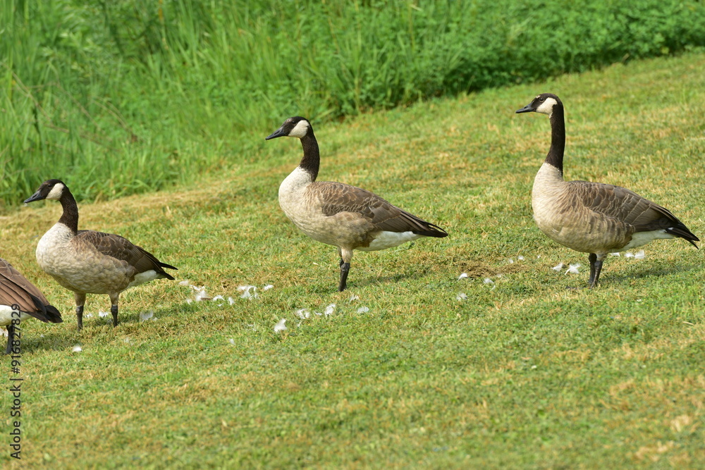 Wild geese standing in grass with feathers around it Wild geese standing in grass with feathers around it