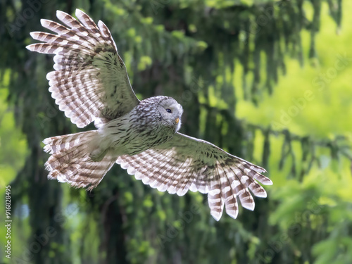 Habichtskauz im Flug