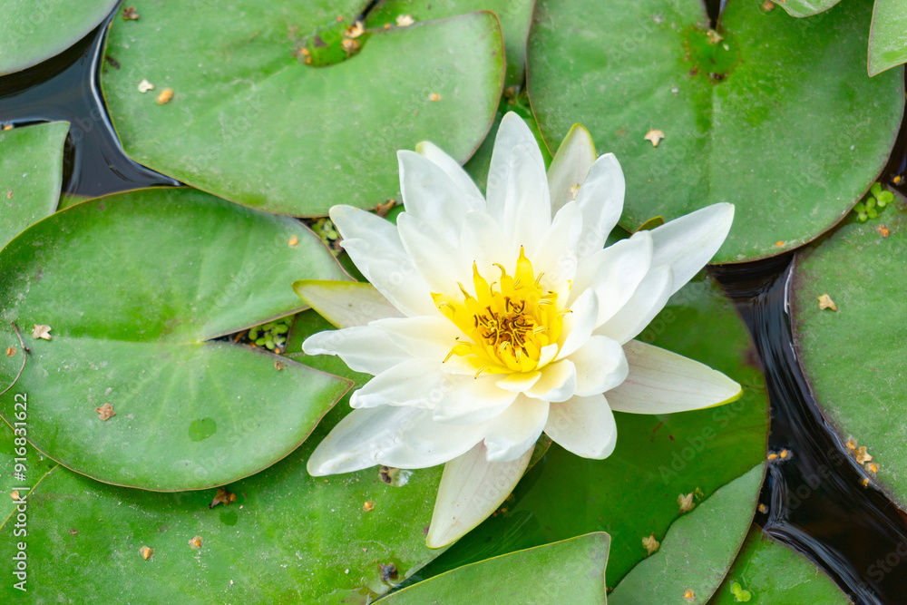A Beautiful White Water Lily Blossoming Gracefully in a Serene Garden Pond Setting A Beautiful White Water Lily Blossoming Gracefully in a Serene Garden Pond Setting