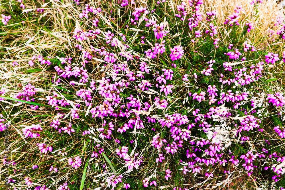 Naklejka premium Pink heather flowers