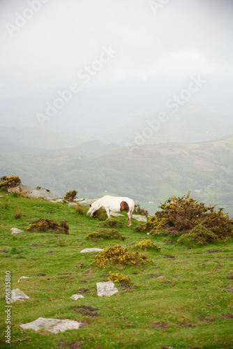 Horse pottok in the mountains in La Rhune