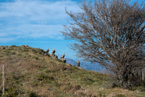 Vultures in a reserve in the Pays Basque 