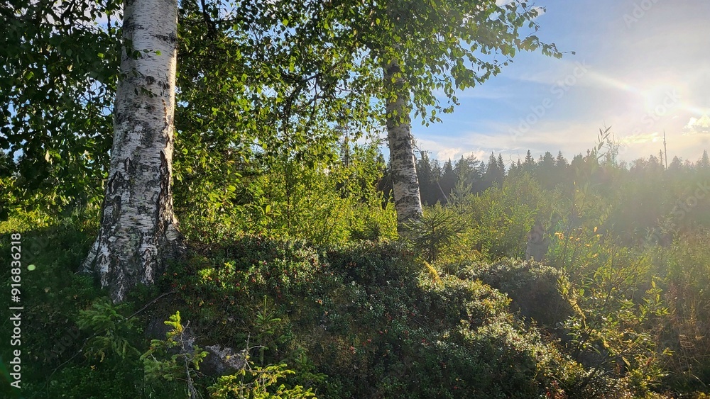 Fototapeta premium morning in the woods, Two big birch trees and the sun