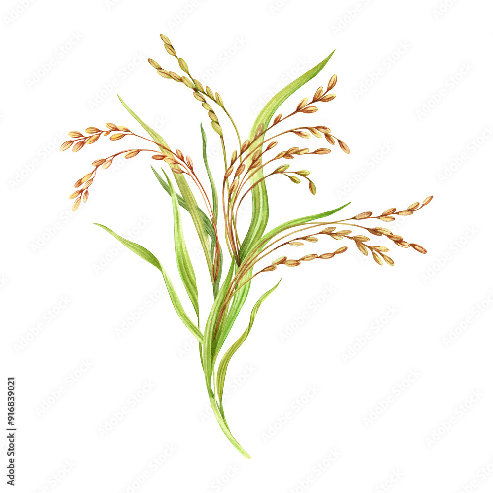 Fototapeta premium Rice grains, plant and leaves composition. Floral natural clip art of a cereal crop. Hand drawn watercolor illustration isolated from the background. For product packaging and groceries pack labels