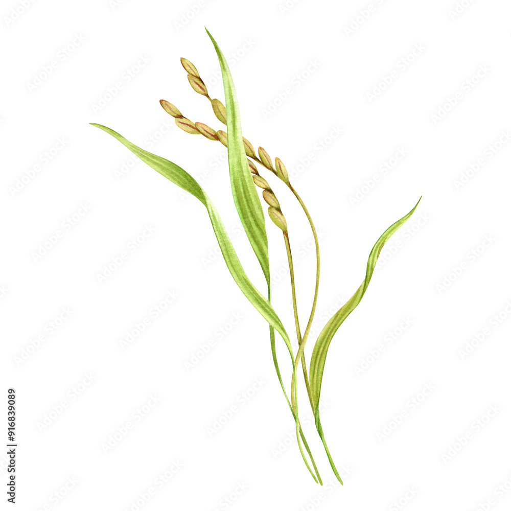 Rice grains, plant and leaves composition. Floral natural clip art of a