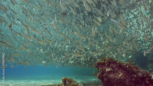 A great deal of smal fish Hardyhead Silverside in many-kilometer swims along shore in shallow water at daytime in bright sunbeams, Bottom view, slow motion photo