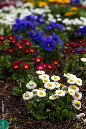 Close-up of white and red daisies alongside other colorful flowers, including violet blooms, creating a beautiful and delicate scene