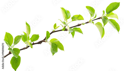 Branch of apple tree with young fresh green leaves isolated on white. Spring season